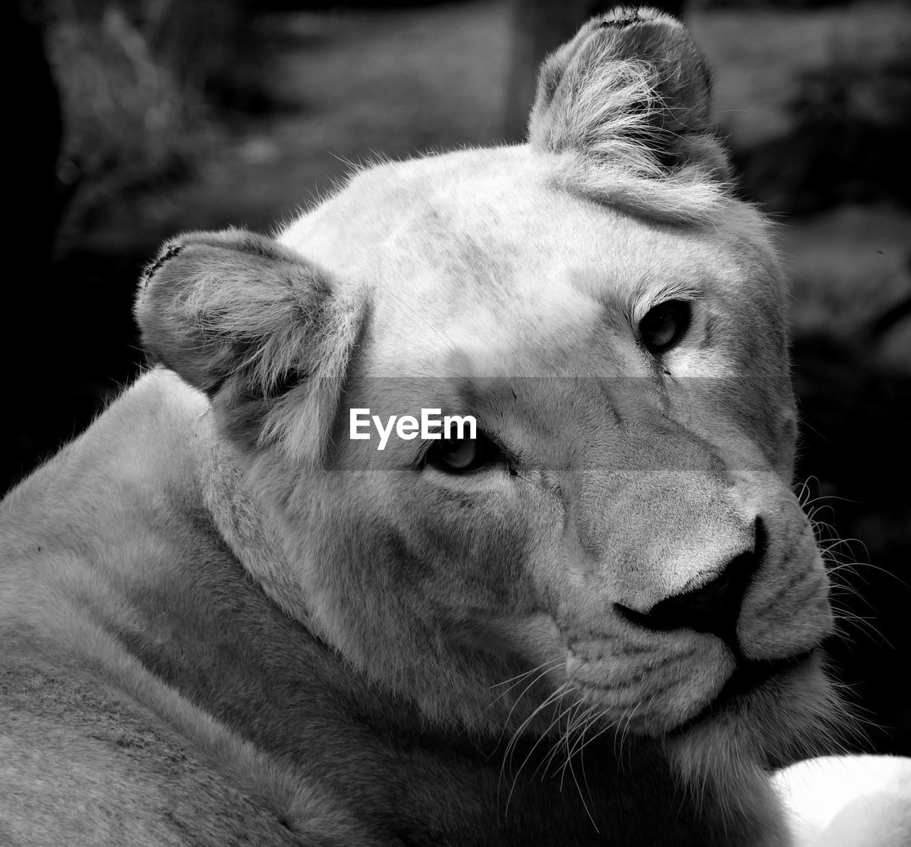 Close-up of lion at zoo 