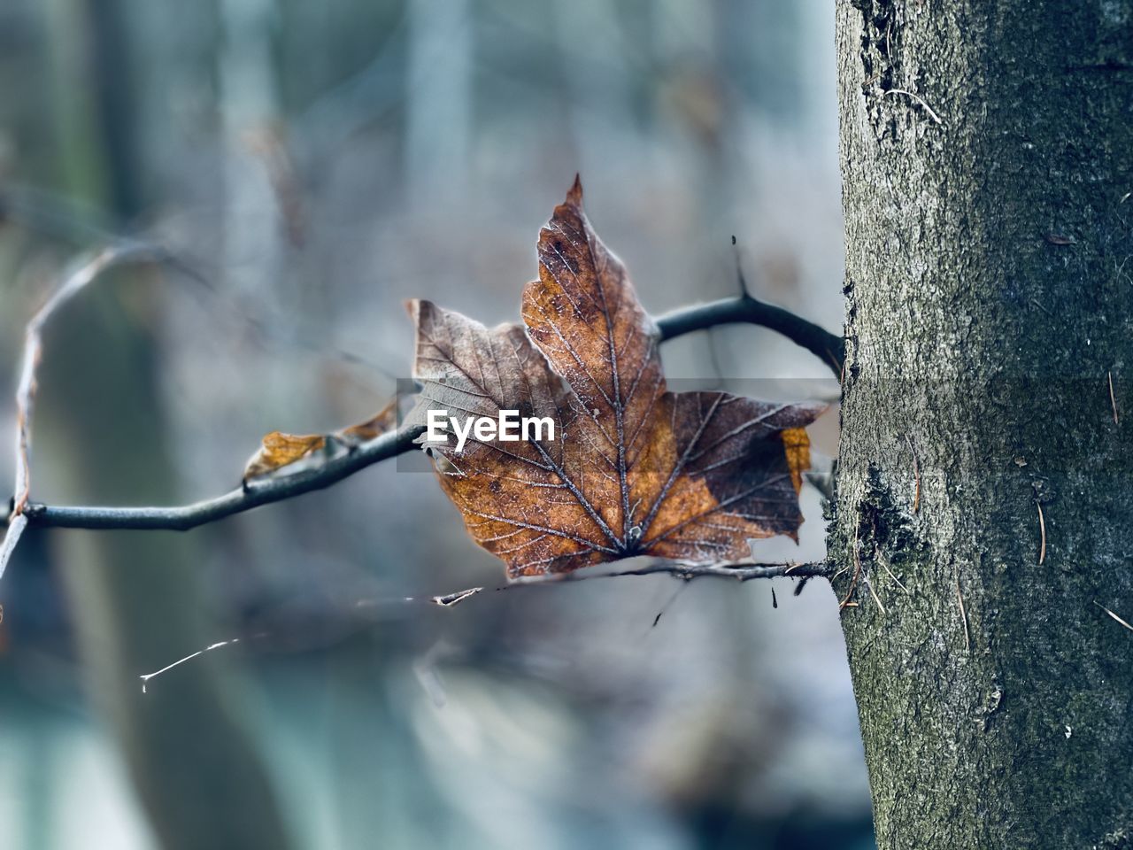 Frozen leaf