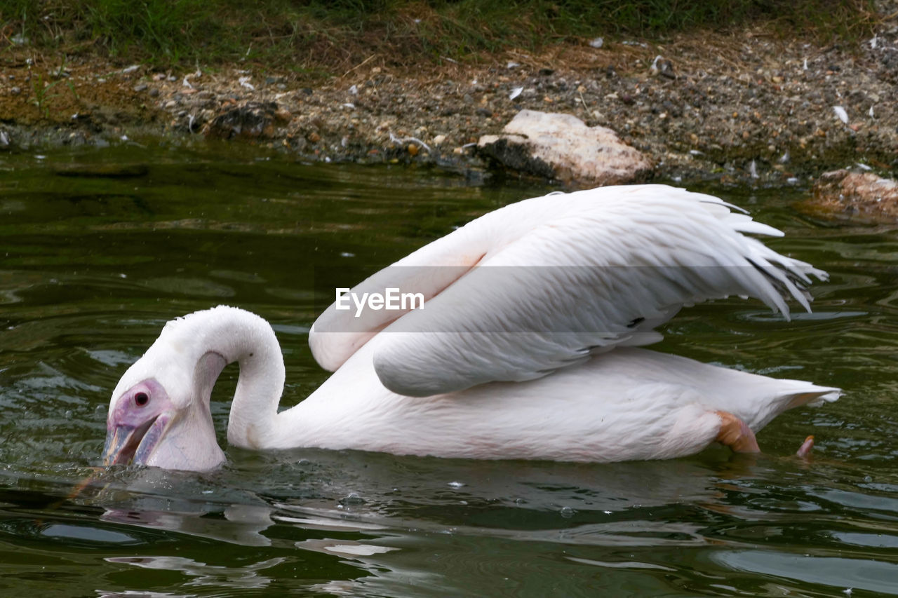 VIEW OF SWANS IN LAKE