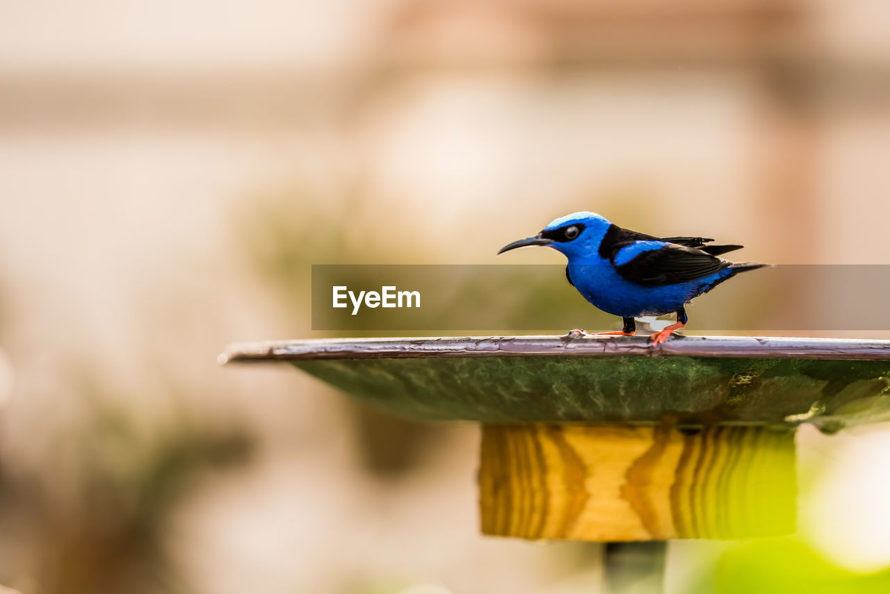 Close-up of bird perching on wood