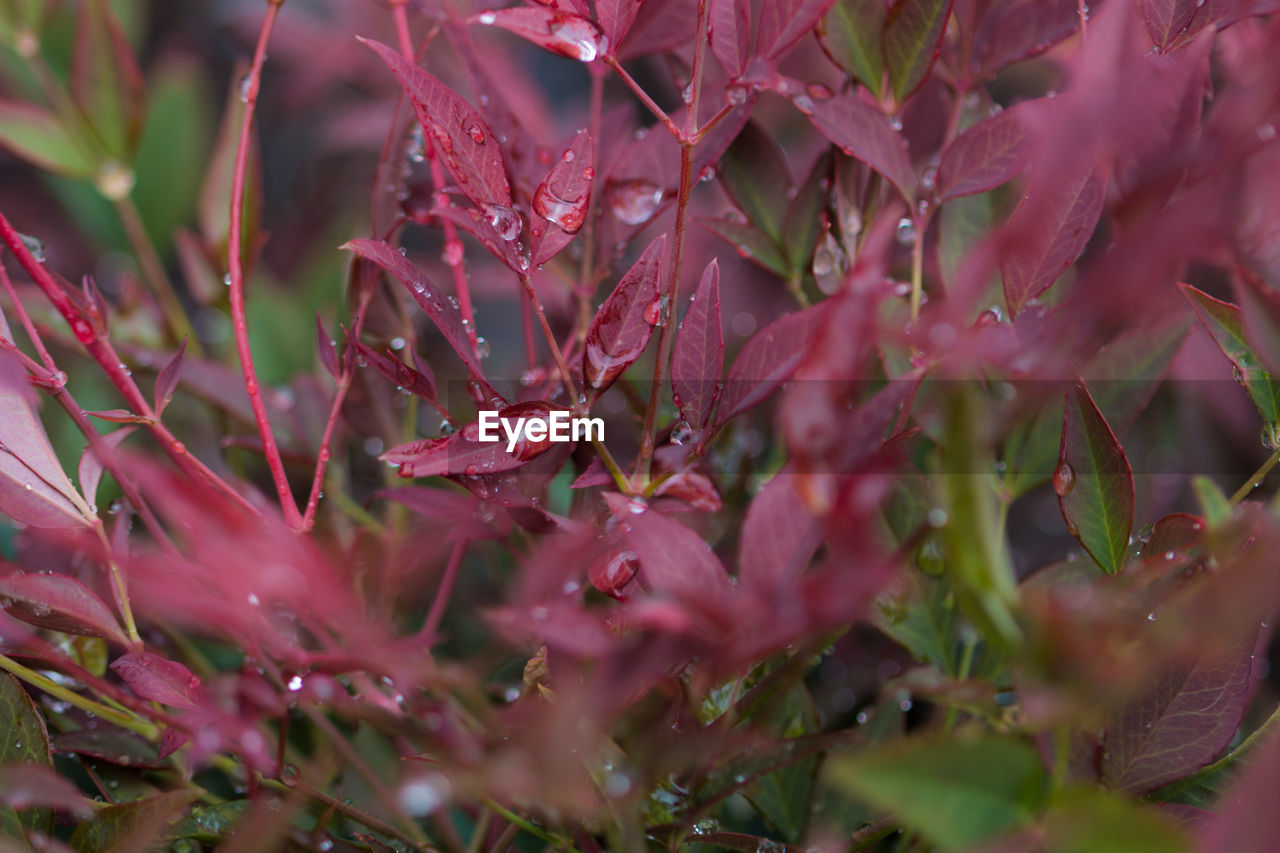 Close-up of raindrops on pink leaves