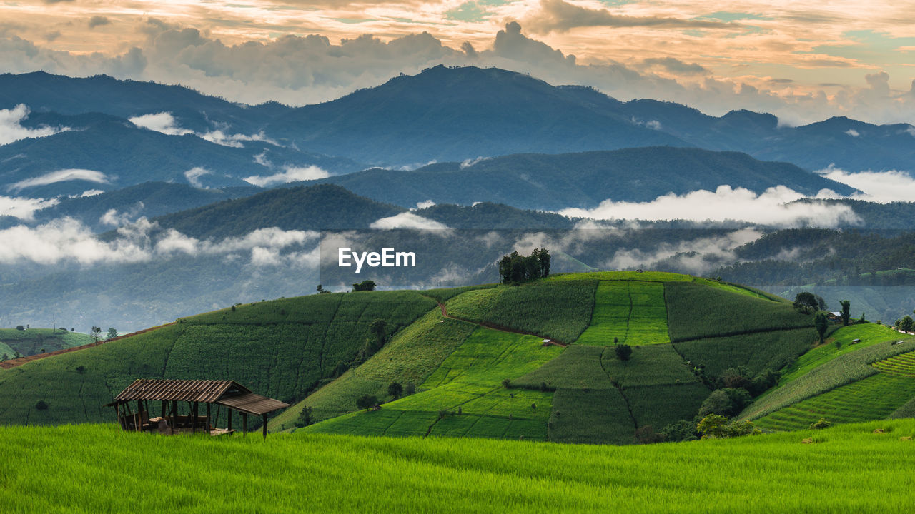 Scenic view of agricultural field against sky