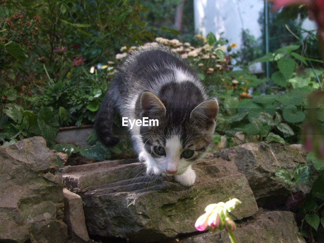 PORTRAIT OF WHITE CAT BY PLANTS