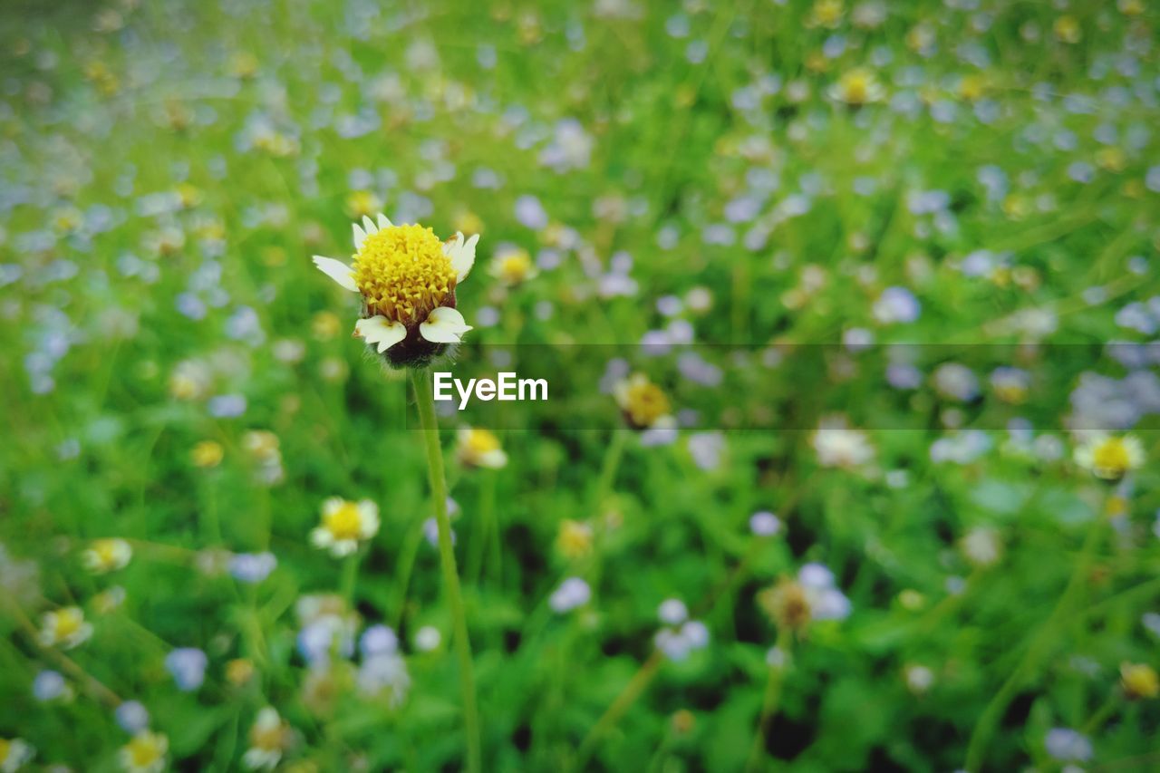 Close-up of yellow flowering plant on field