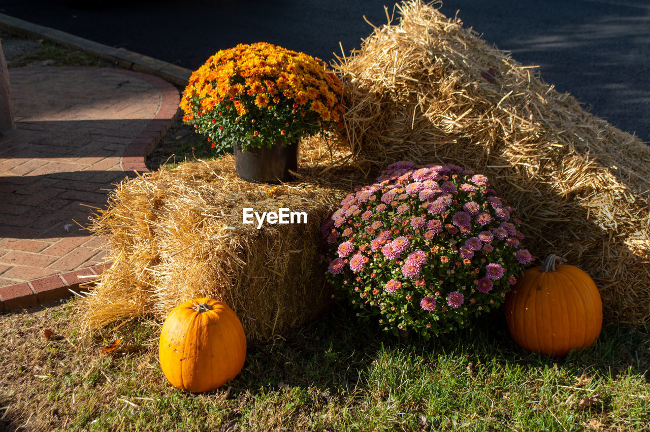 View of pumpkins, mums and bales of hay in autumn