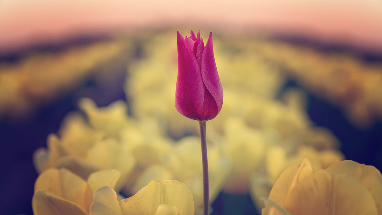 Close-up of pink crocus flowers