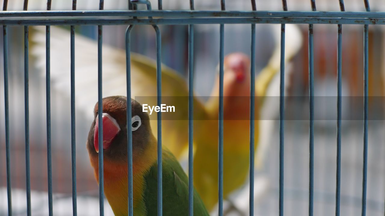 CLOSE-UP OF PARROT