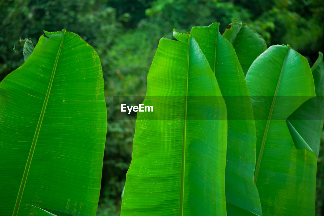 Close-up of green leaves