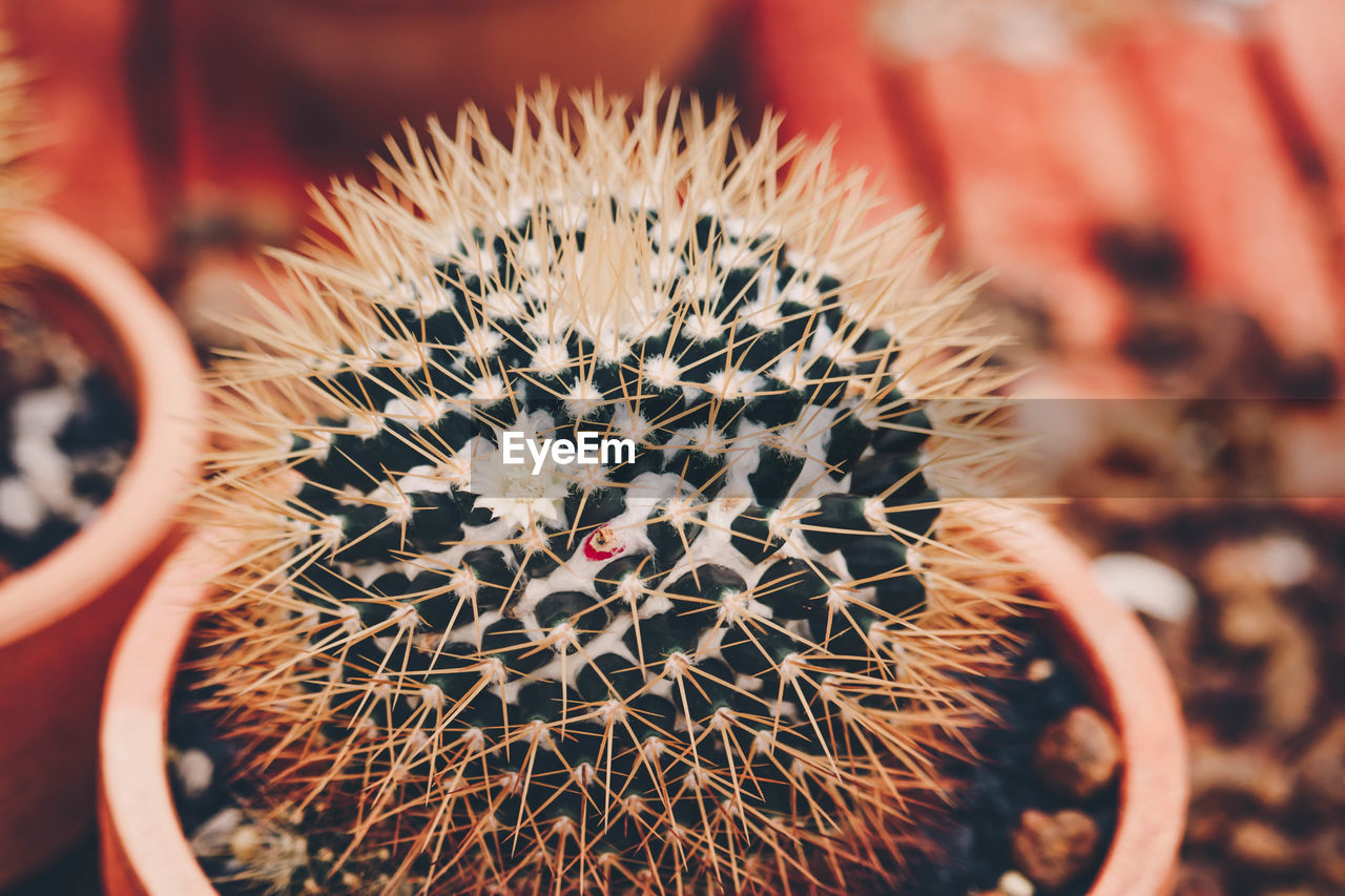 CLOSE-UP OF CACTUS IN POTTED PLANT