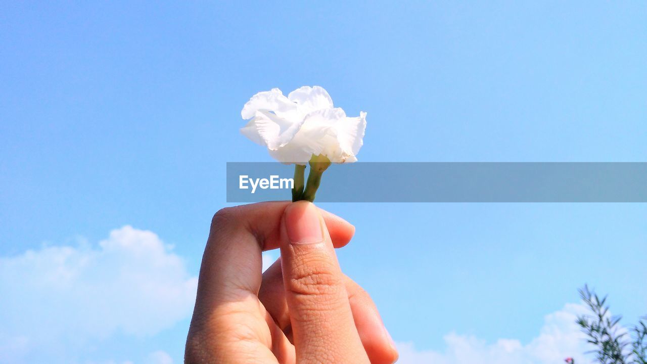 Close-up of hand holding white flowers against blue sky