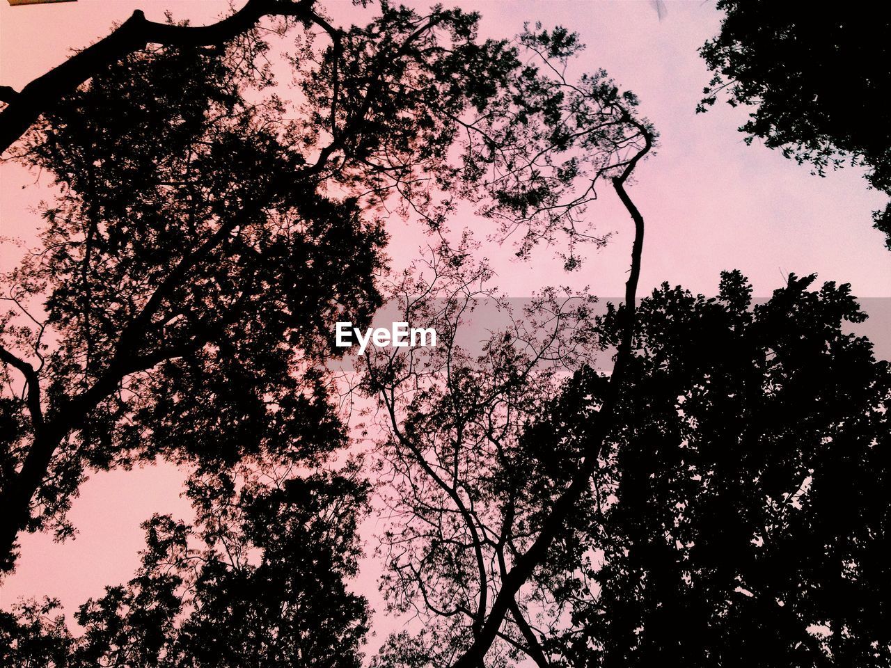 Low angle view of silhouette trees against sky