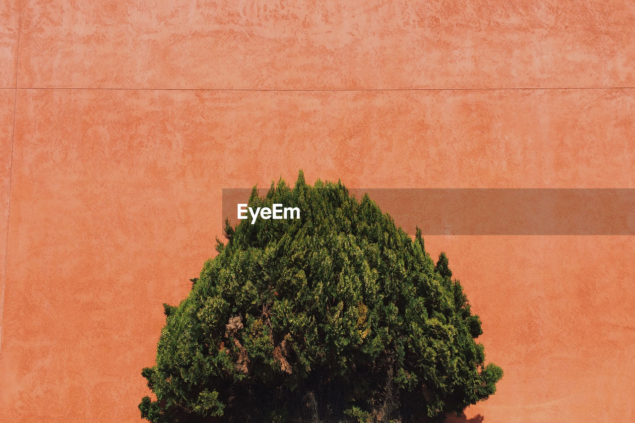 Tree growing against orange wall