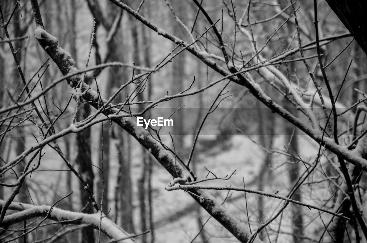 Bare branches against sky