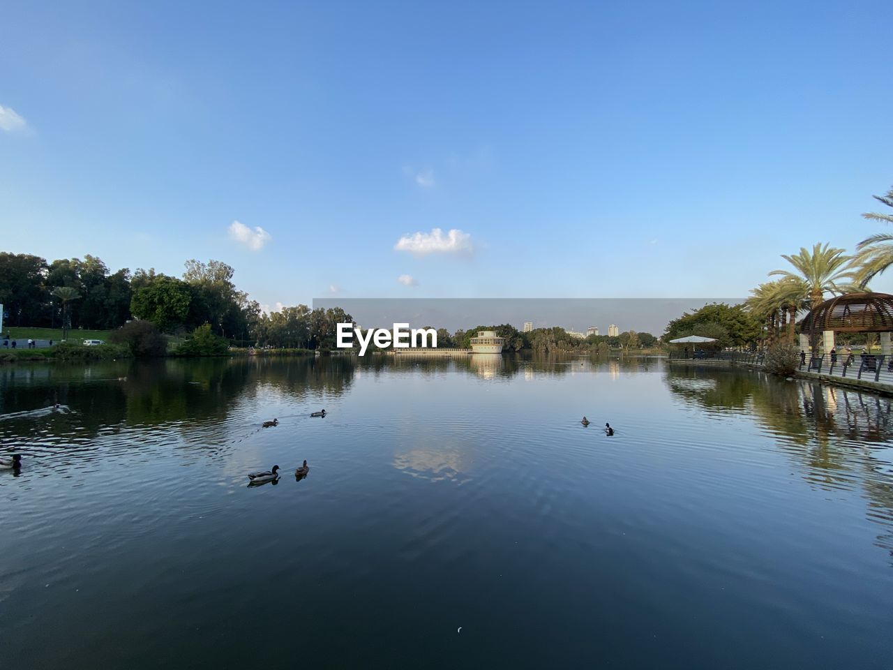 BIRDS SWIMMING IN LAKE