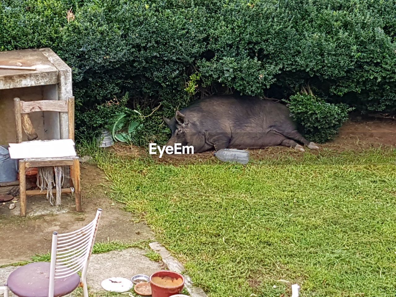 HORSE IN GRASS