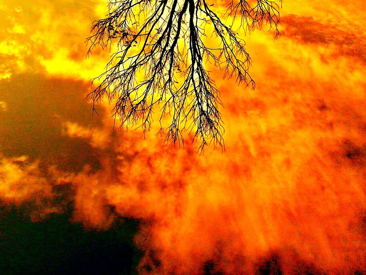 SILHOUETTE OF TREES AT SUNSET