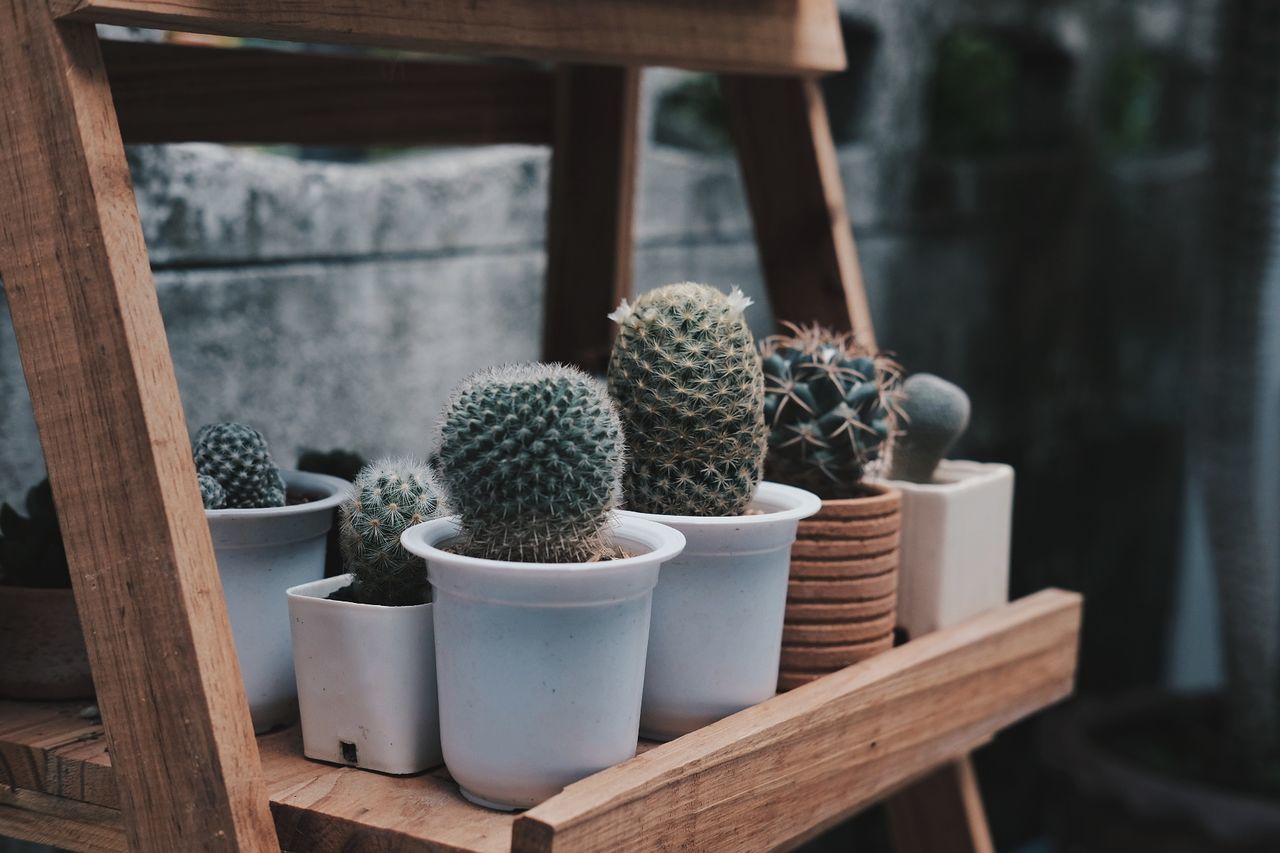 Close-up of succulent plants on table