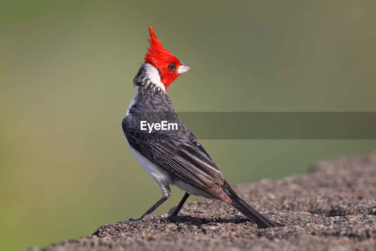 CLOSE-UP OF A BIRD PERCHING ON A WALL