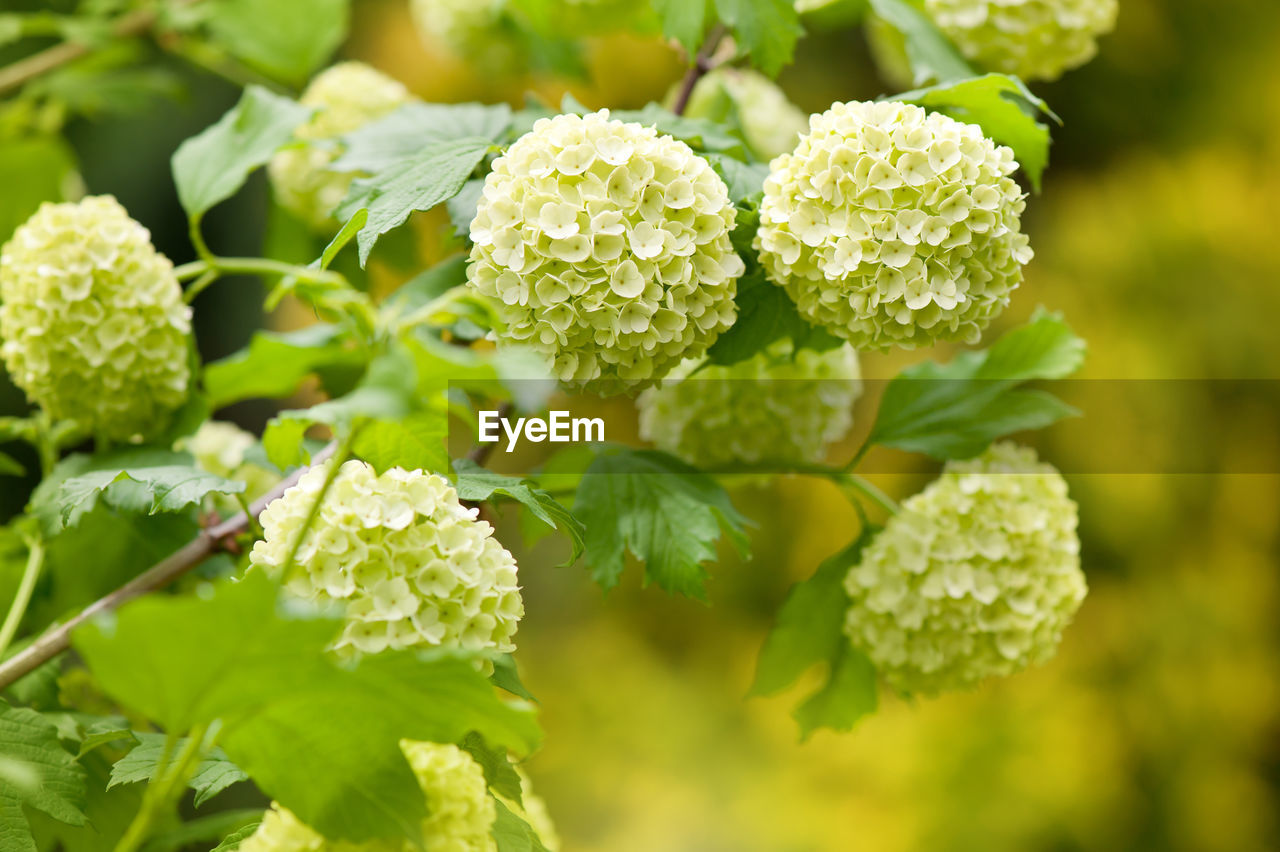 CLOSE-UP OF FLOWERS BLOOMING