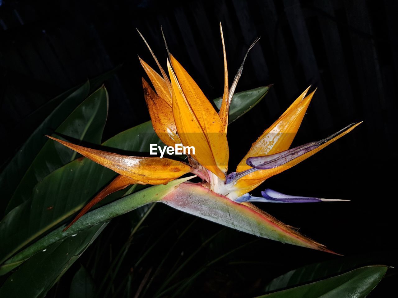 CLOSE-UP OF ORANGE FLOWER ON PLANT