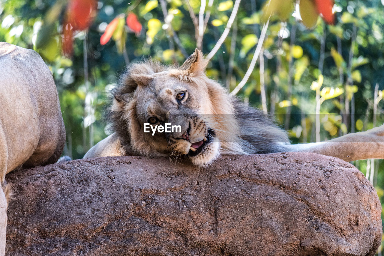 Low angle view of lion yawning in forest