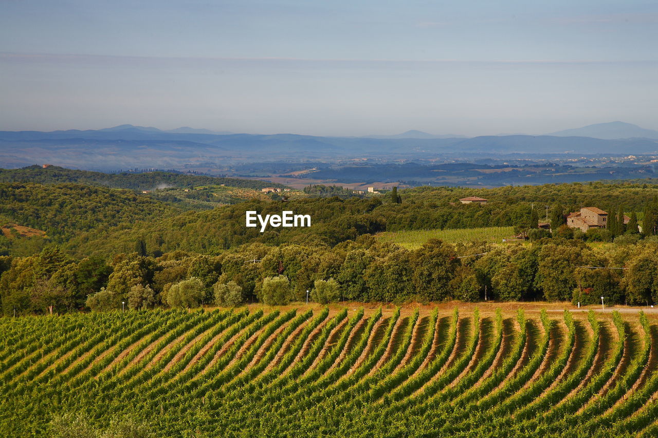 Scenic view of vineyard against sky