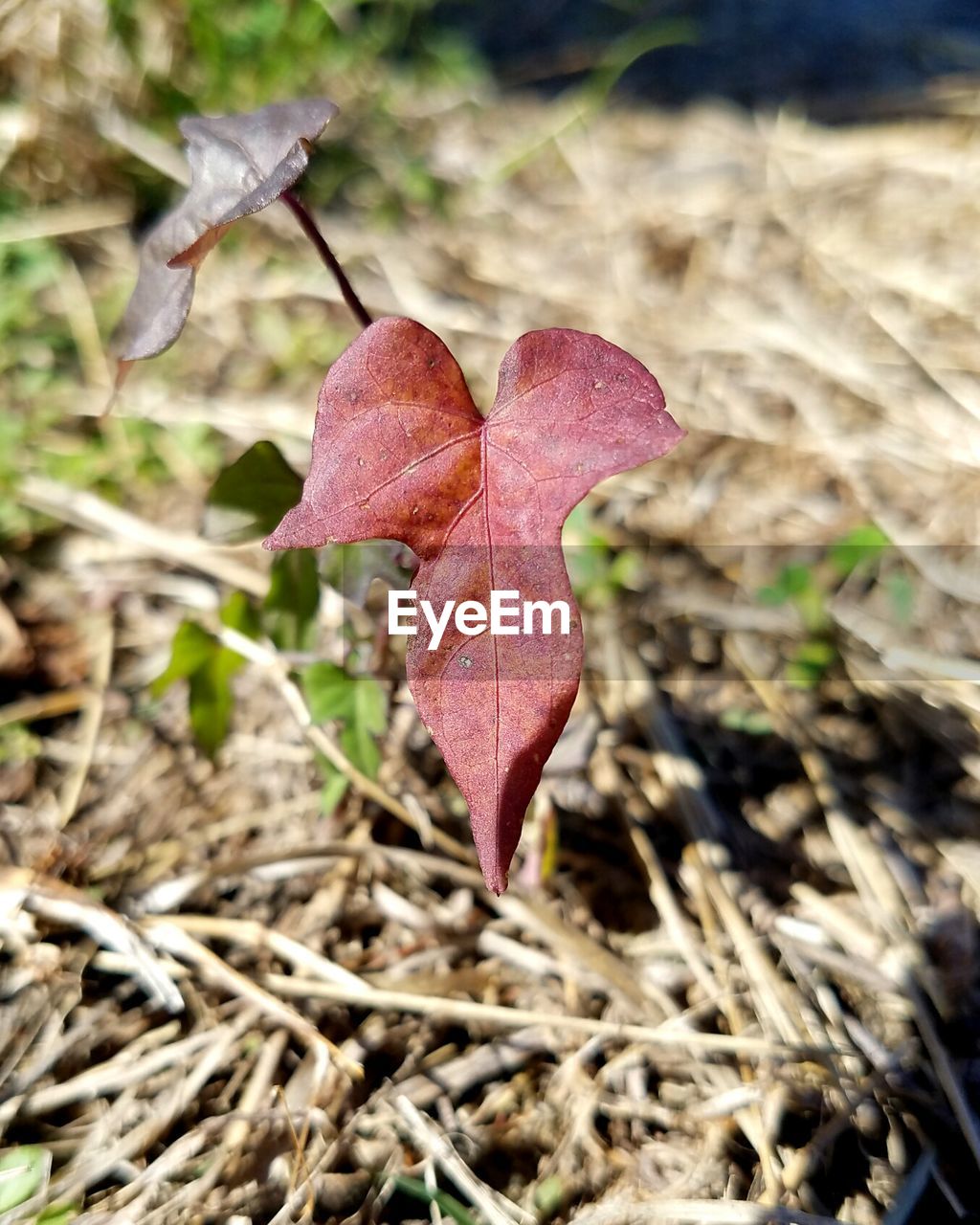 Close-up of dry leaf on grass