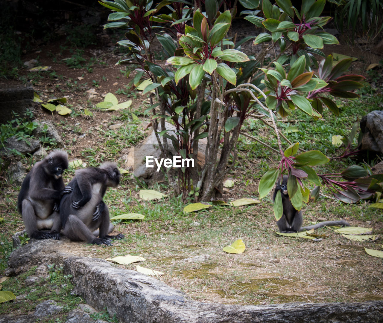 MONKEY SITTING ON A TREE