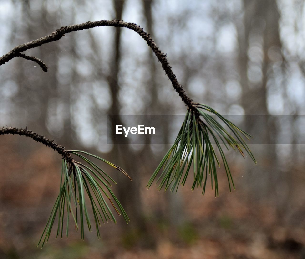 branch, tree, leaf, plant, twig, nature, green, pinaceae, focus on foreground, coniferous tree, pine tree, close-up, no people, grass, flower, sunlight, beauty in nature, macro photography, winter, outdoors, day, environment, forest, growth, plant stem, tranquility, land