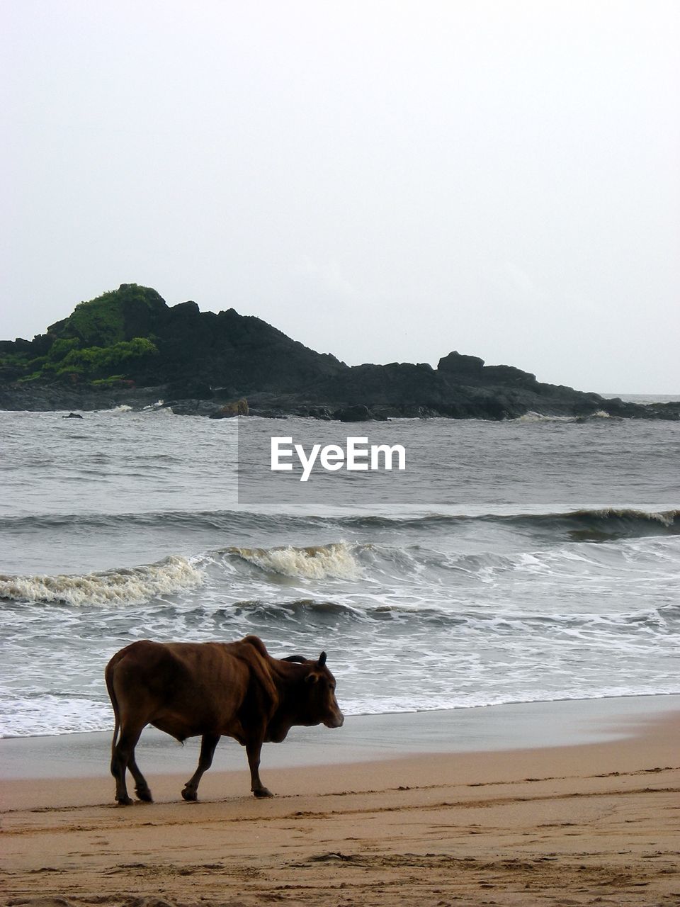 A brown cow at a sandy beach in india.