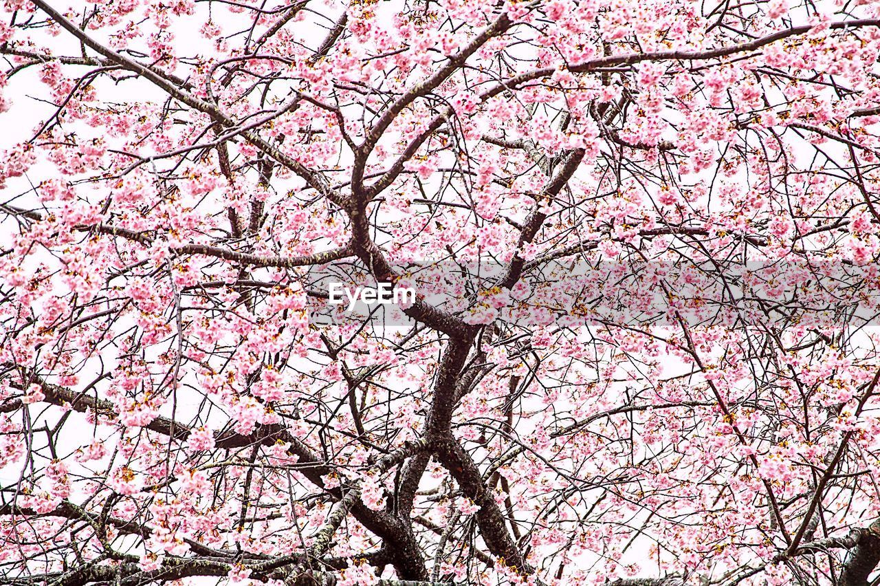 CLOSE-UP OF CHERRY BLOSSOM TREE