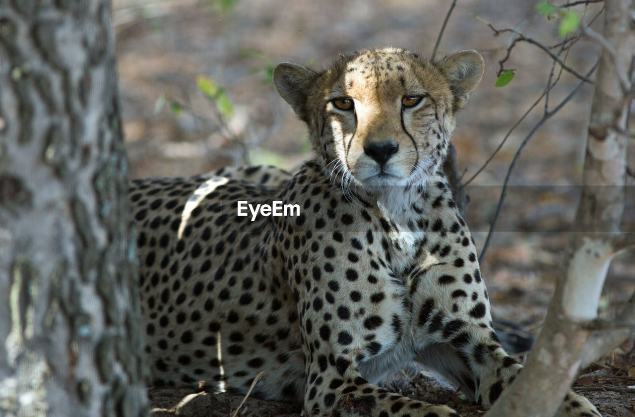 Portrait of cheetah resting on field