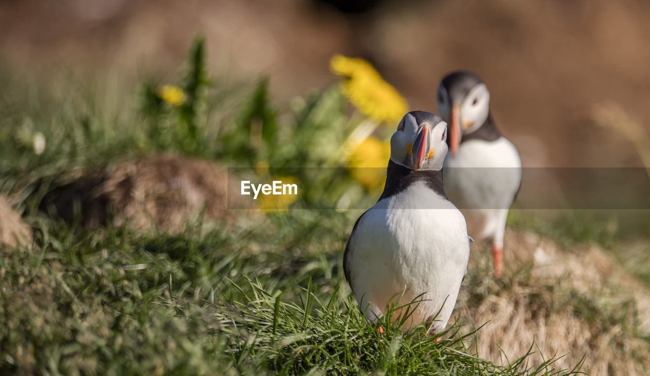 Puffins, eastern fjords