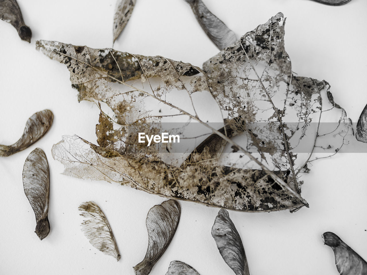 Close-up of dried leaves on white background