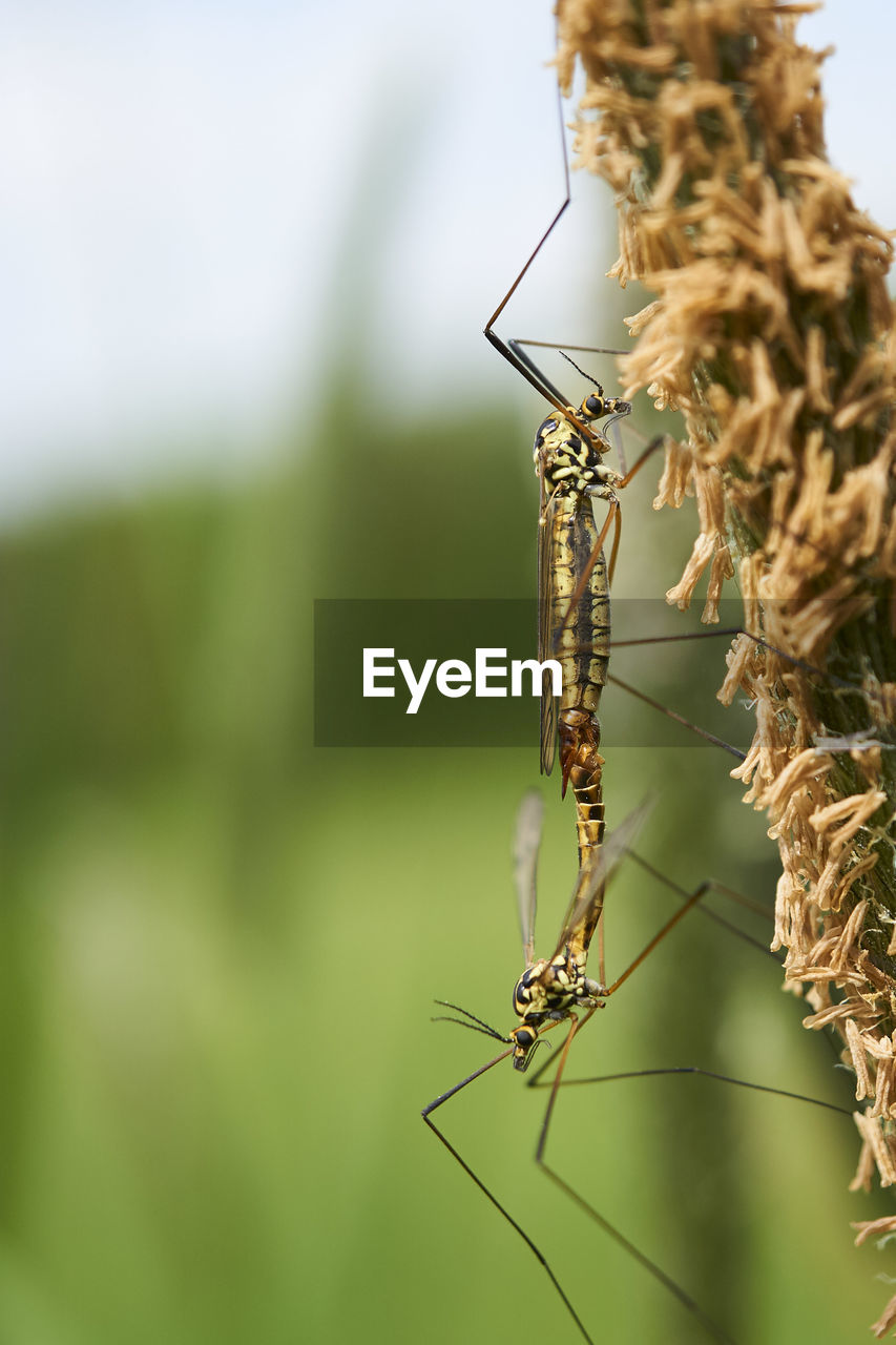 CLOSE-UP OF INSECT ON STEM