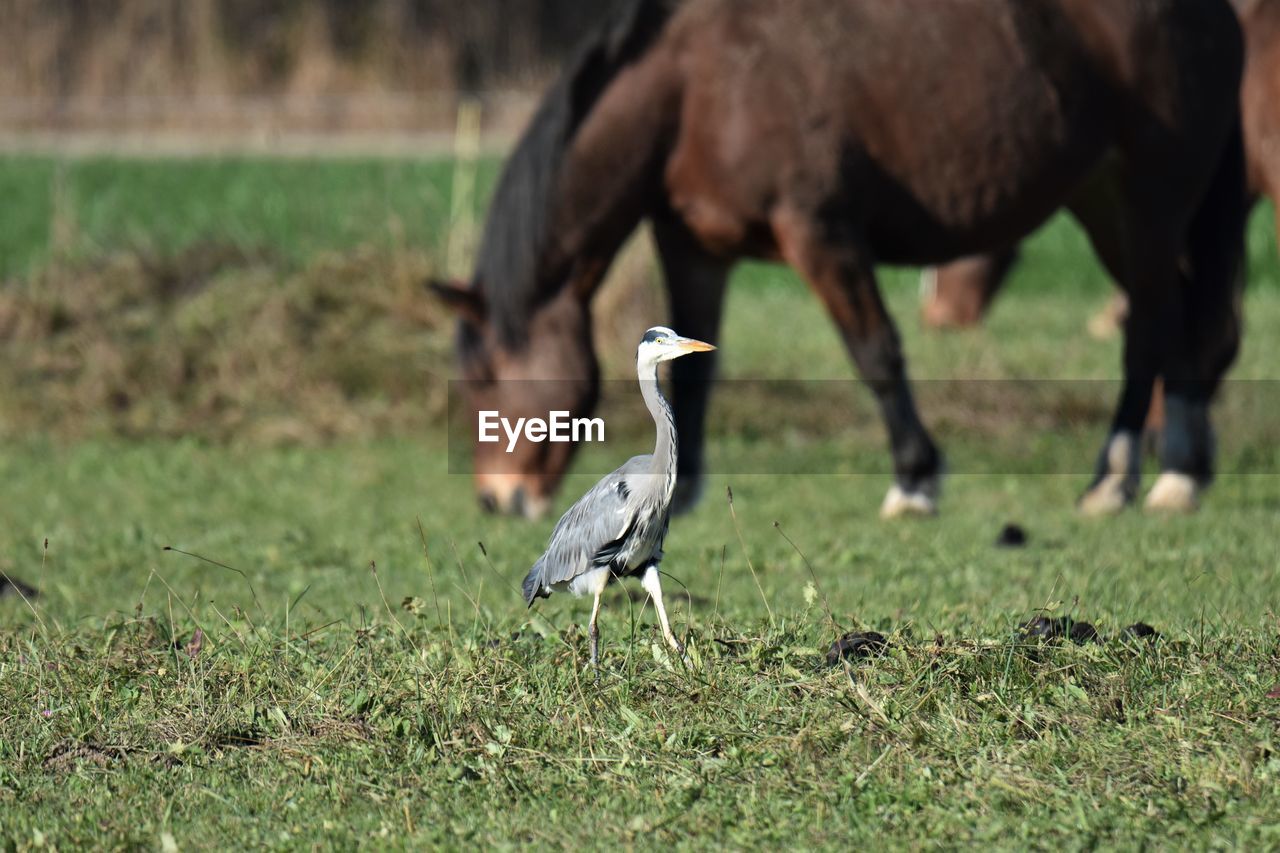 View of gray heron and horse