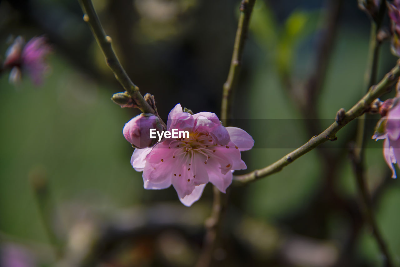 CLOSE-UP OF FRESH PINK FLOWER IN SPRING