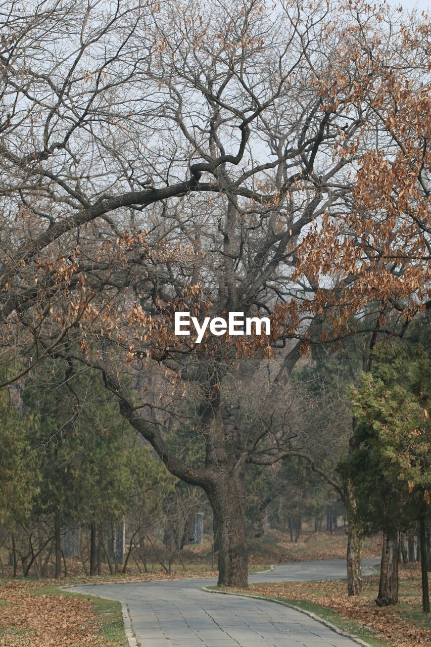 VIEW OF BARE TREES IN PARK