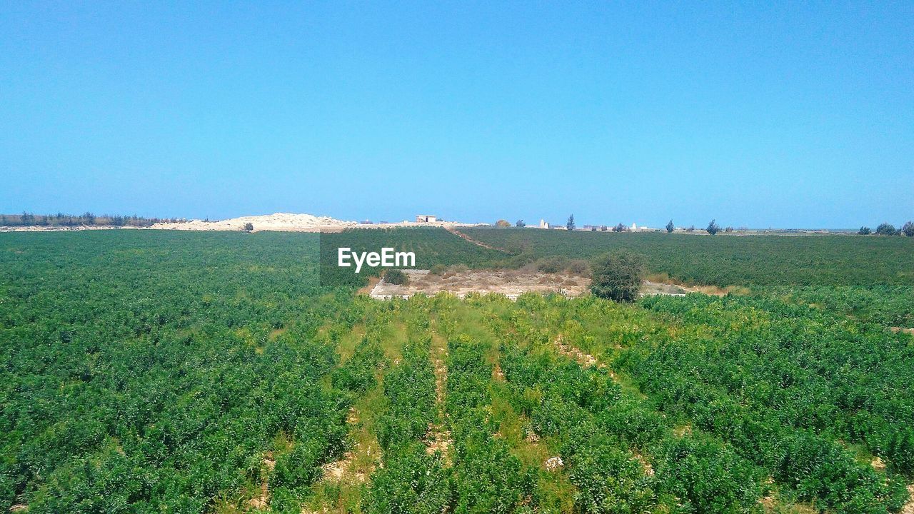 Scenic view of agricultural field against clear blue sky