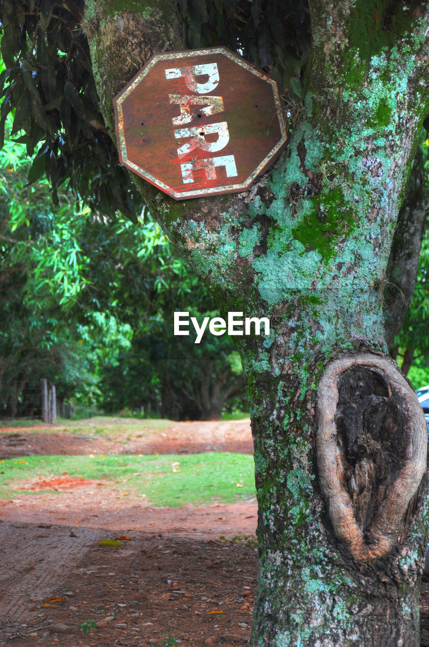 Close-up of tree trunk in forest