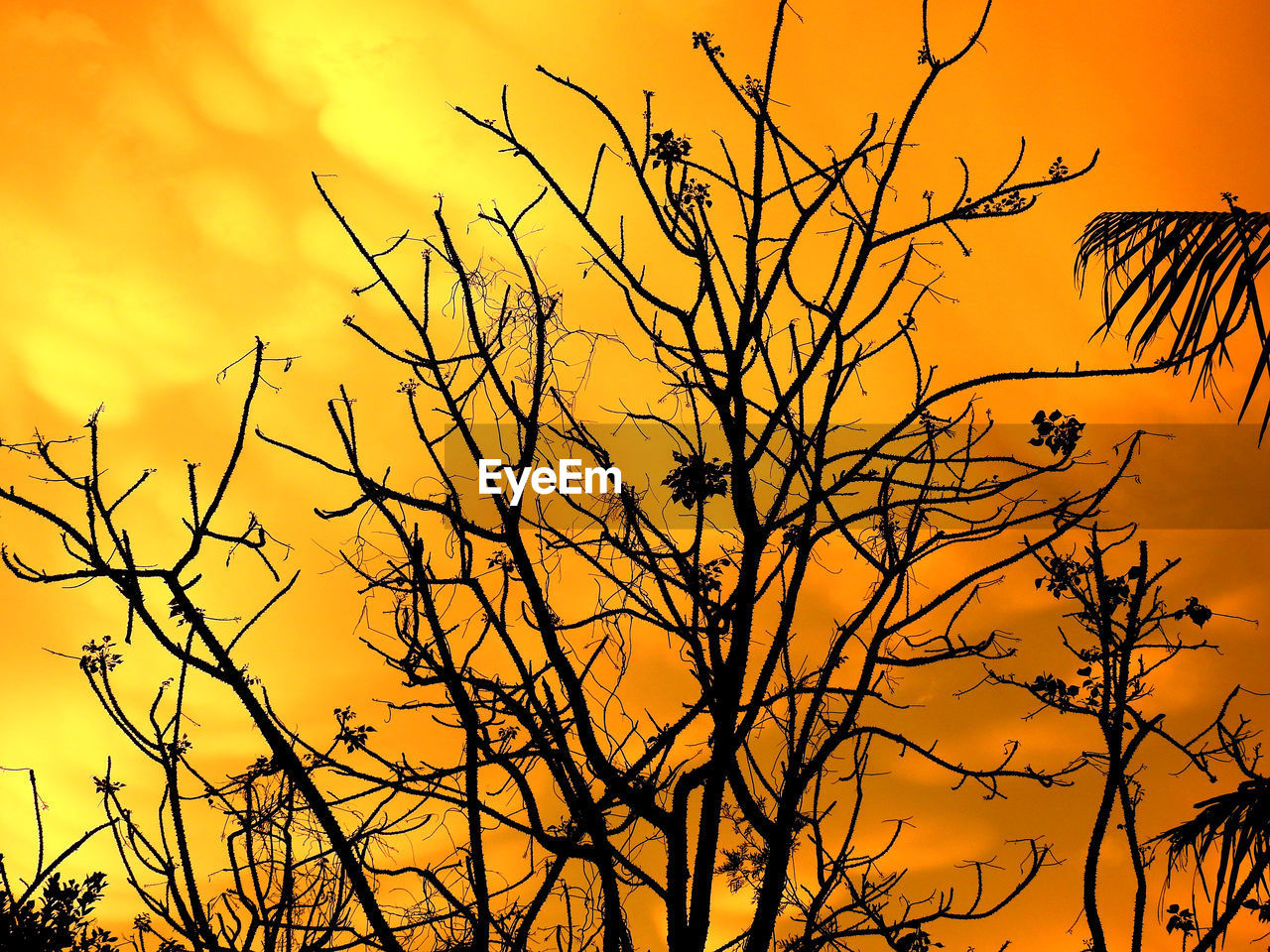 LOW ANGLE VIEW OF SILHOUETTE BARE TREE AGAINST SUNSET SKY