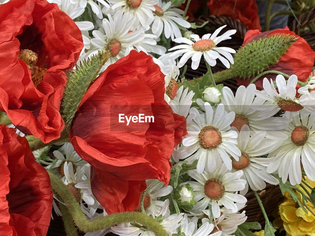 HIGH ANGLE VIEW OF RED ROSES