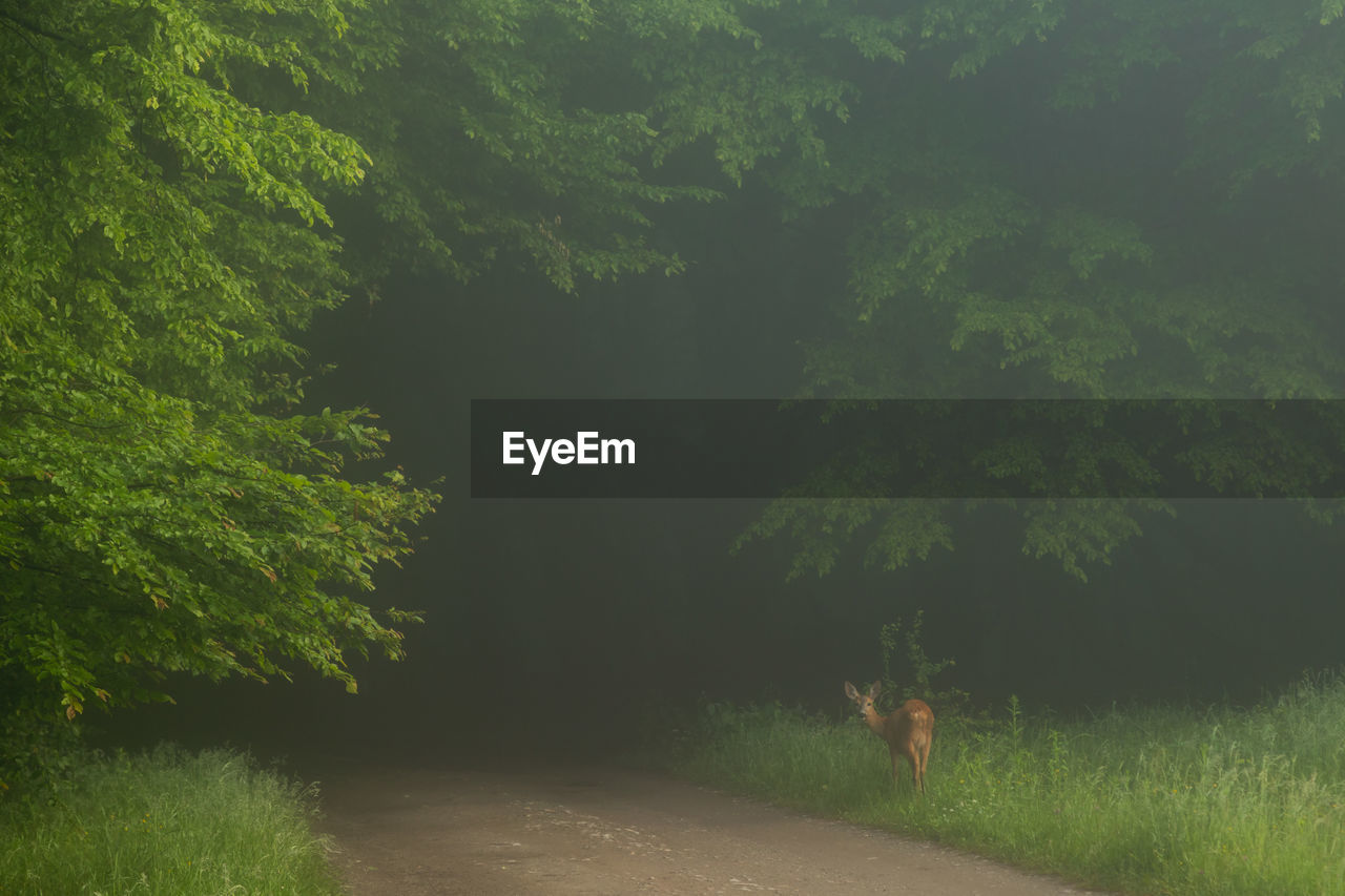 PLANTS AND TREES IN FOREST