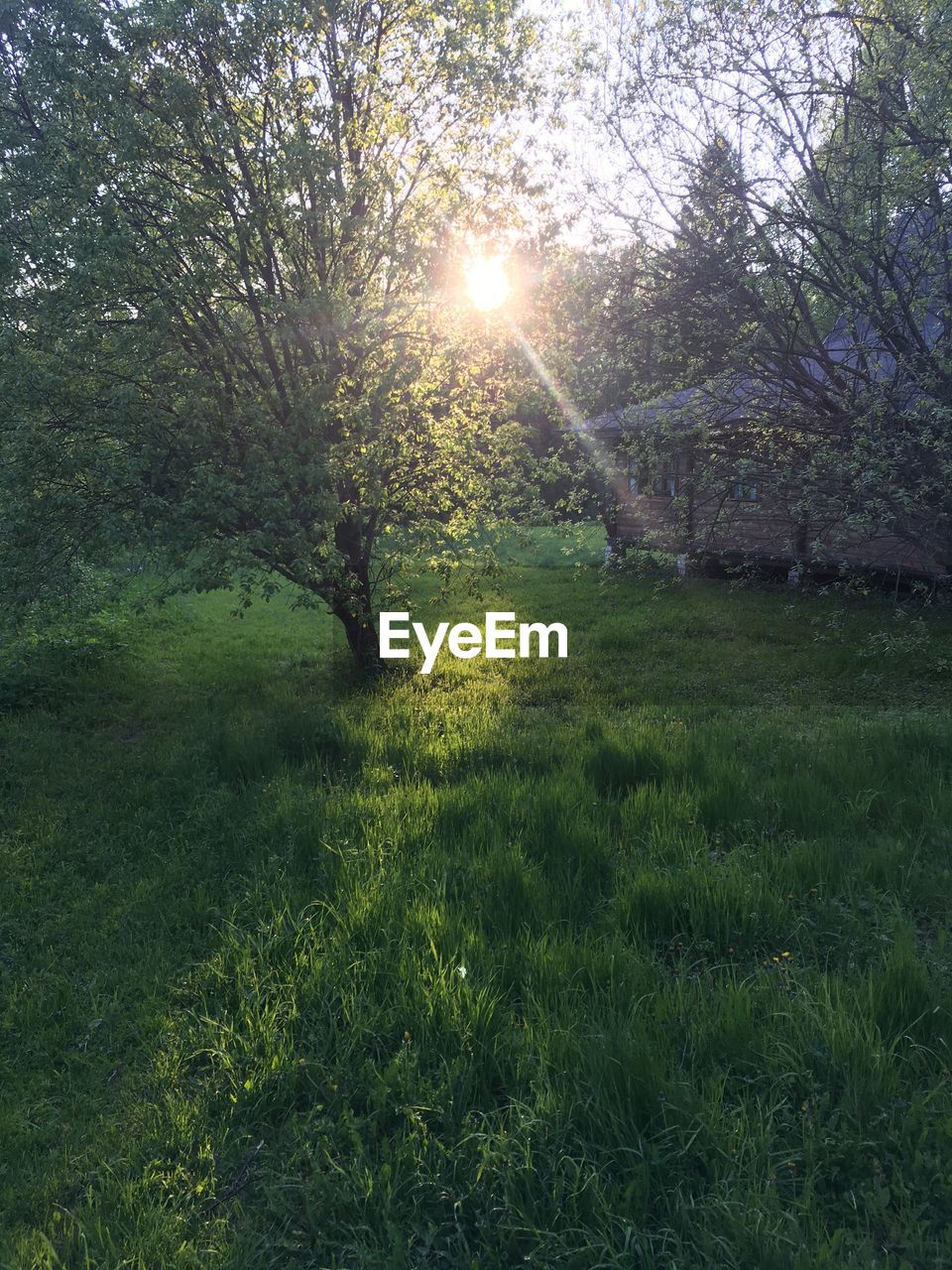 SUN SHINING THROUGH TREES ON FIELD