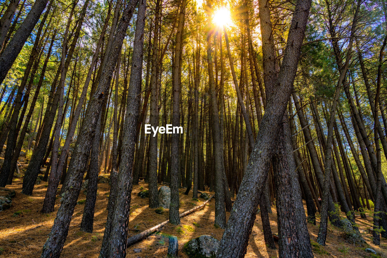 Sunset in a dry forest, backlight inspain with orange grass, dry wood. sun