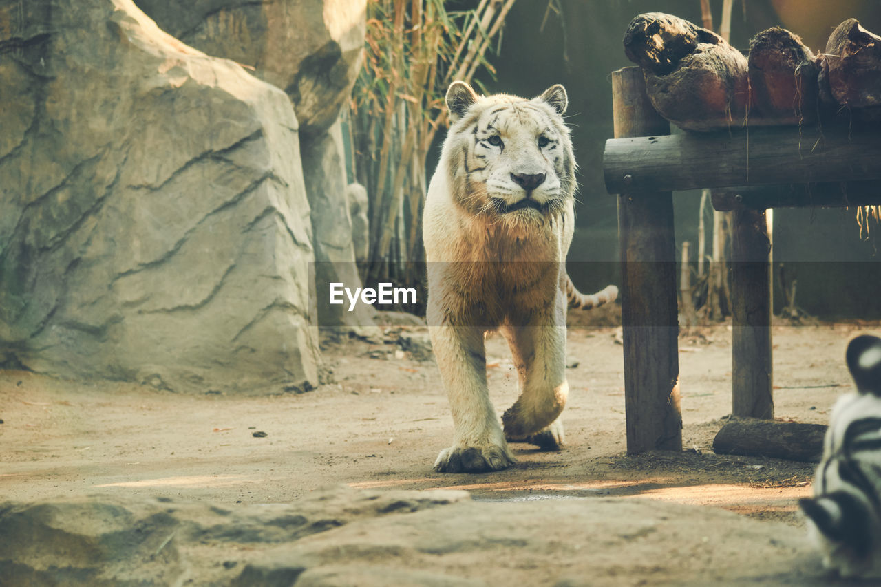 VIEW OF CAT IN ZOO