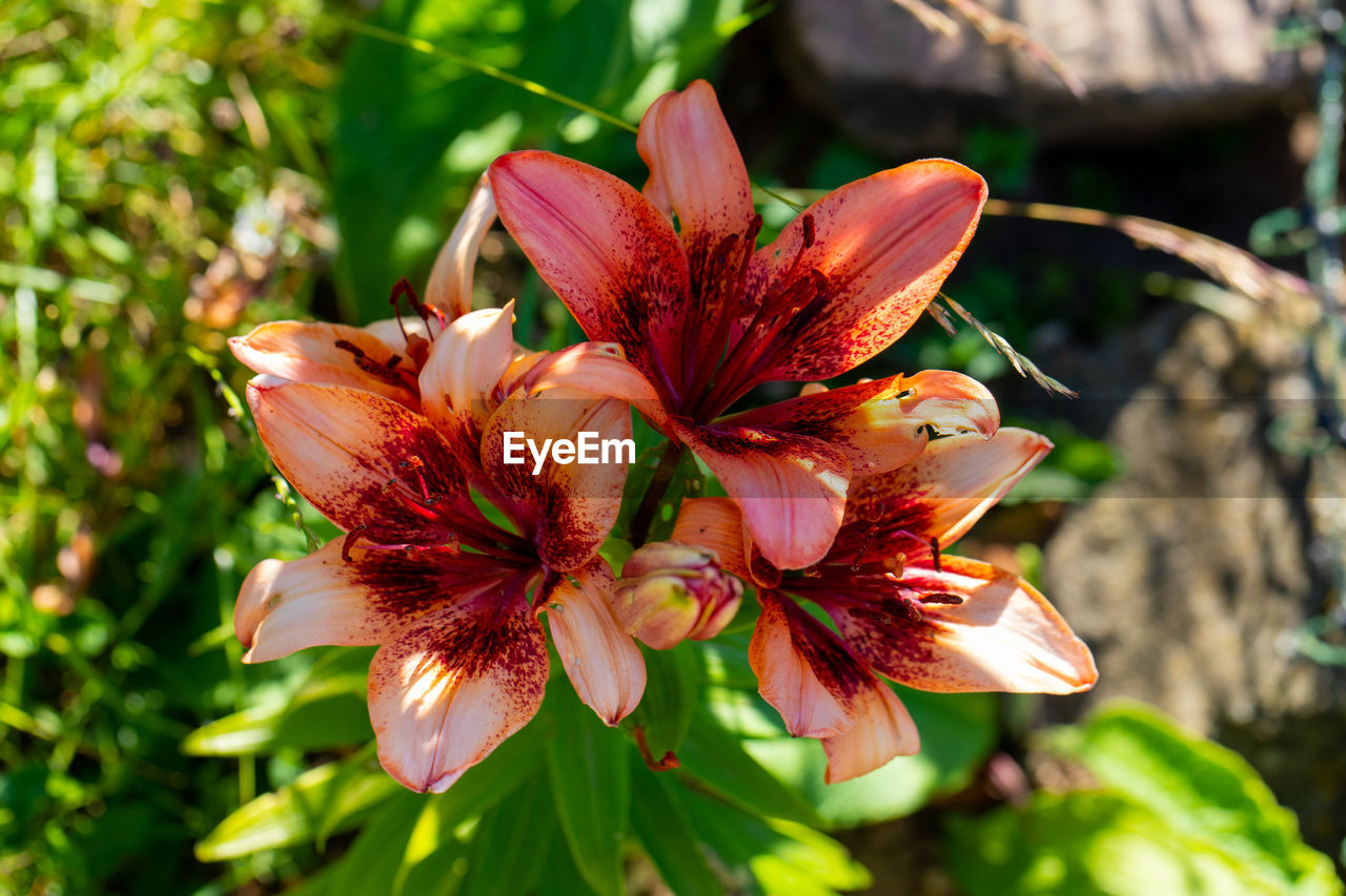 Close-up of red lily on plant