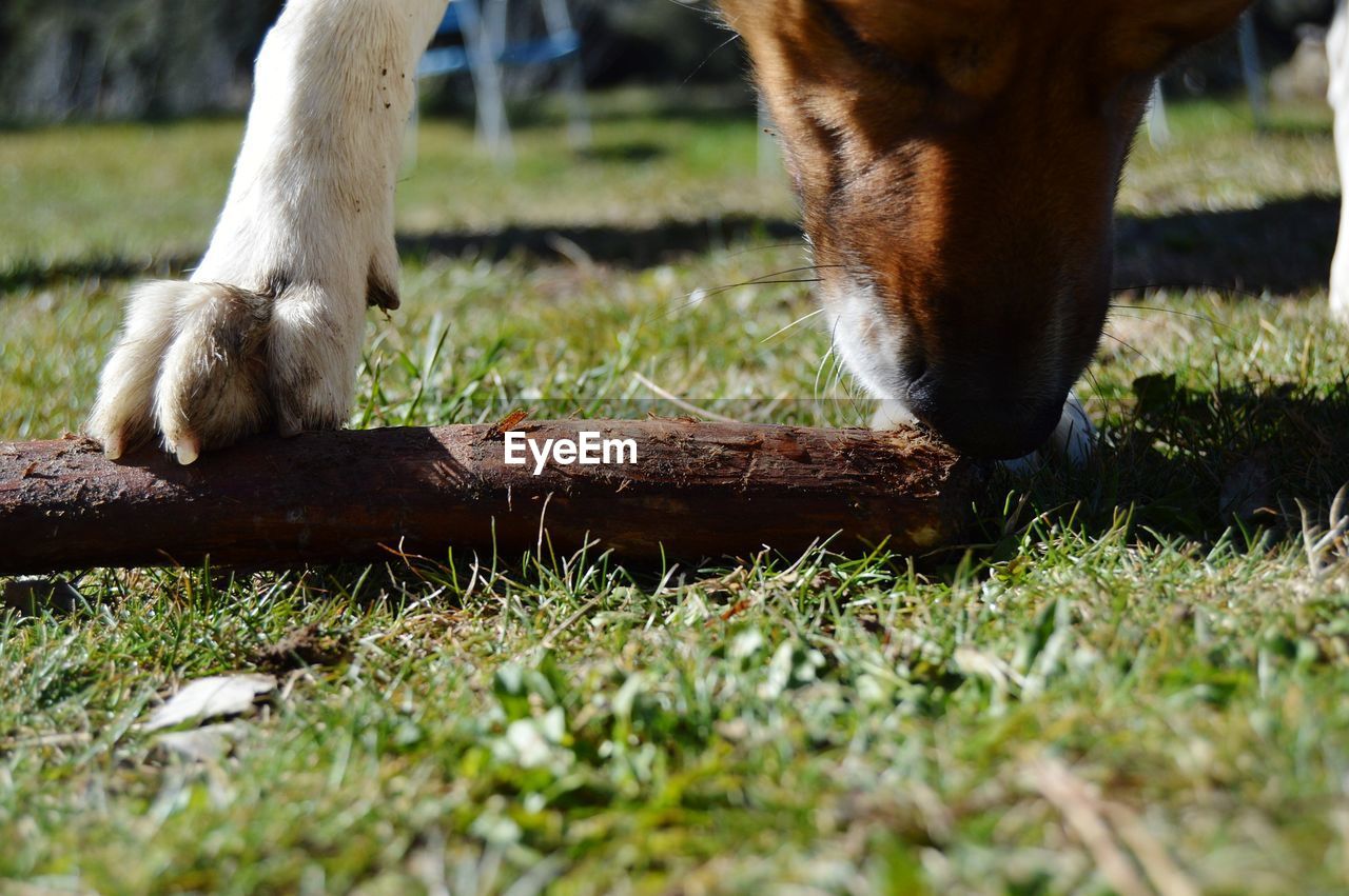 HORSE EATING GRASS