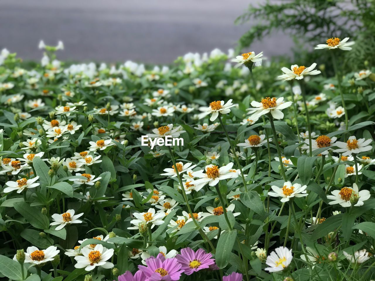 CLOSE-UP OF FLOWERS GROWING IN FIELD