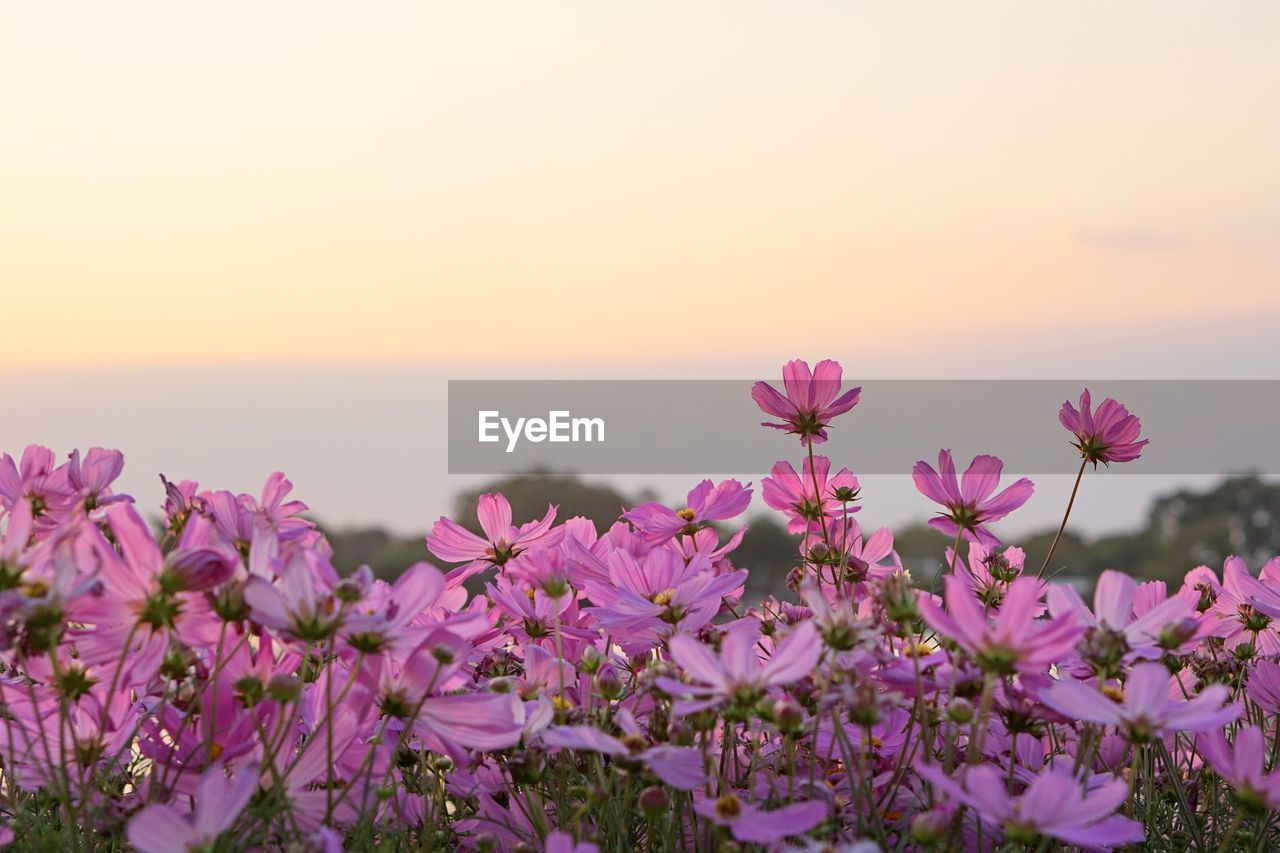 Close-up of pink flowering plants against sky during sunset